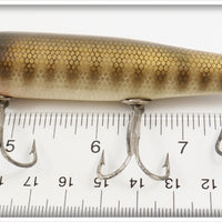 Creek Chub Pikie Scale Darter In Box 2000