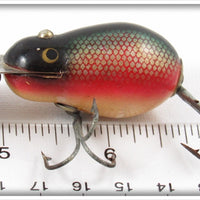 Creek Chub Dace Tiny Tim 6405 Special