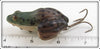 F. S. Burroughs Green Croaker Frog