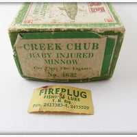 Creek Chub Fireplug Baby Injured Minnow In Box