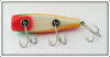 Creek Chub Rainbow Fire Concave Belly Midget Darter