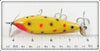 Creek Chub Yellow Spotted Injured Minnow 1514