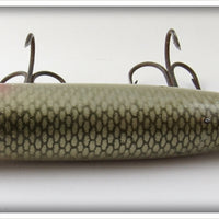 Creek Chub Mullet Thin Body Husky Pikie