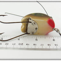 Creek Chub Frog Spot Weed Bug 2819