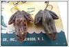 F. S. Burroughs Co Dealer Display Of Croaker & Tadpole Lures