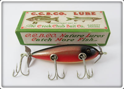 Creek Chub Redside Dace Injured Minnow In Correct Box 1505