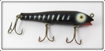 Creek Chub Black With White Lines Darter