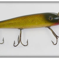 Creek Chub Golden Shiner Darter