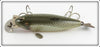 Creek Chub Silver Shiner Fintail Shiner 2103