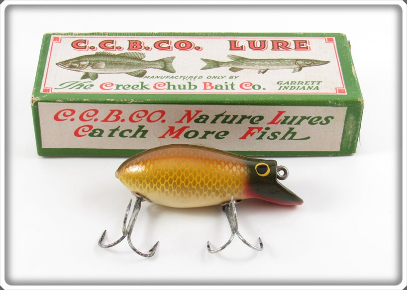 Creek Chub Golden Shiner Dive Bomber Kreeker Lure In Box 6604 