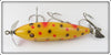 Creek Chub Yellow Spotted Injured Minnow In Box