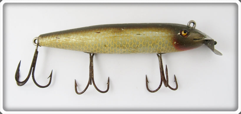 Creek Chub Early Golden Shiner or Silver Shiner Pikie