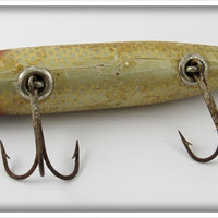 Creek Chub Early Golden Shiner or Silver Shiner Pikie