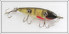 Creek Chub Perch Injured Minnow In Box