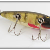 Creek Chub Perch Injured Minnow In Box