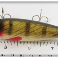 Creek Chub Perch Injured Minnow In Box