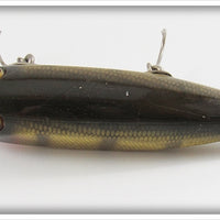 Creek Chub Perch Injured Minnow In Box