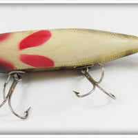 Creek Chub Perch Injured Minnow In Box