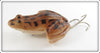 FS Burroughs Brown Croaker Frog