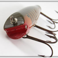 Creek Chub No Scale Perch Darter