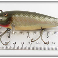 Creek Chub Silver Shiner Fintail Shiner