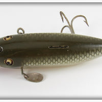 Creek Chub Silver Shiner Fintail Shiner