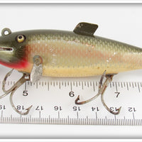 Creek Chub Silver Shiner Fintail Shiner