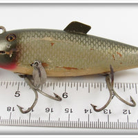 Creek Chub Silver Shiner Fintail Shiner