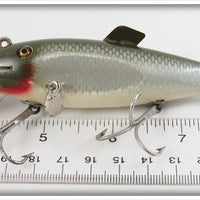 Creek Chub Silver Shiner Fintail Shiner