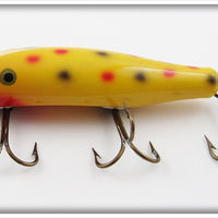 Creek Chub Yellow Spotted Concave Belly Midget Darter In Box