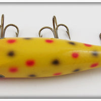 Creek Chub Yellow Spotted Concave Belly Midget Darter In Box