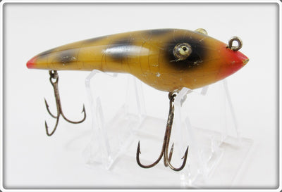 Moonlight Yellow With Black Spots Pollywog