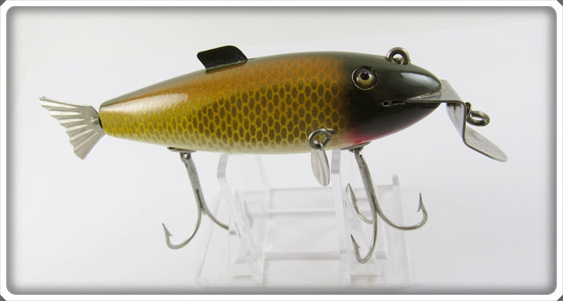 Vintage Creek Chub Golden Shiner Fintail Shiner Lure 2104