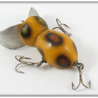 Dolak's Yellow Spotted Huckle Bug