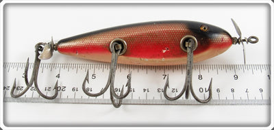 Creek Chub Dace Husky Injured 3505