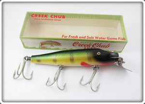 Creek Chub Perch Snook Pikie In Box