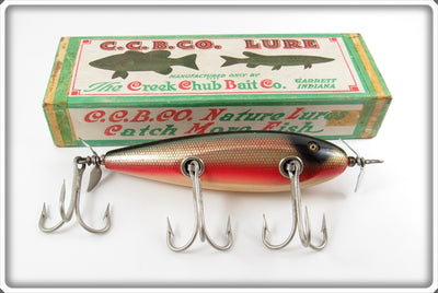 Creek Chub Dace Husky Injured Minnow In Box