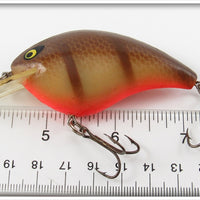 Smithwick Brown Shiner Orange Belly Bo Jack