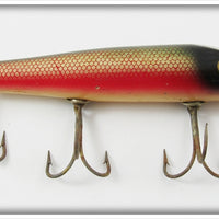 Creek Chub Dace Darter