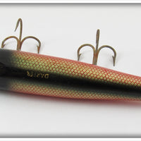 Creek Chub Dace Darter