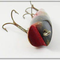 Creek Chub Dace Darter