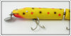 Creek Chub Yellow Spotted Giant Jointed Pikie