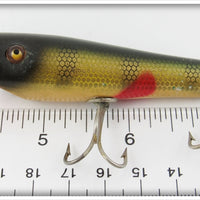 Creek Chub Perch Skipper